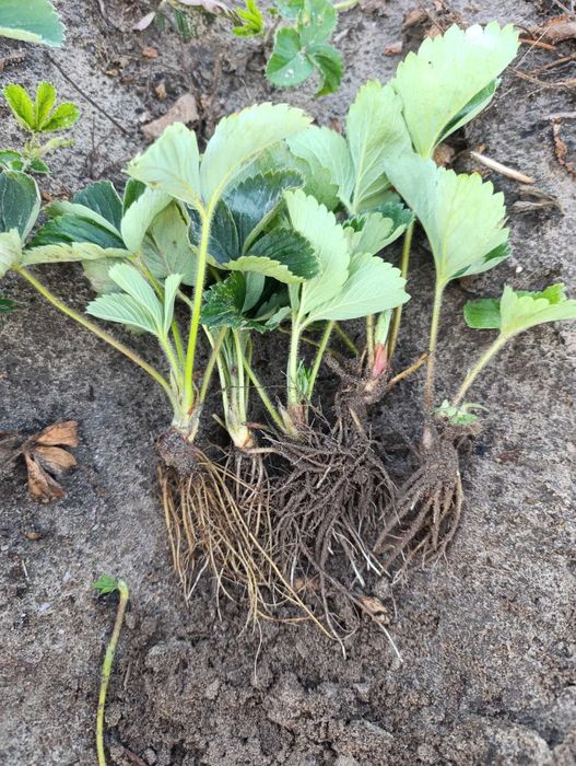 Sadzonki Truskawek Honeoye i Roksana