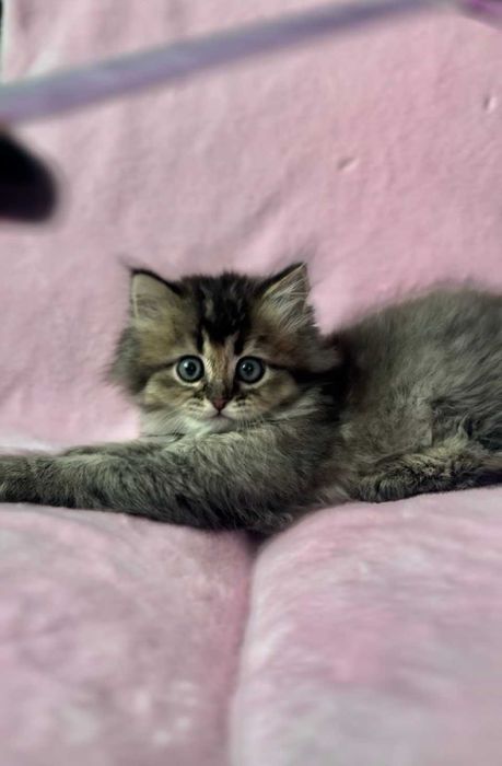 Кошеня - золота британська дівчинка