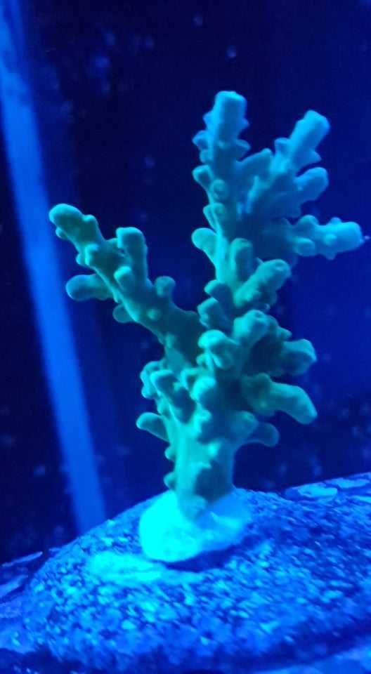 !!!Akwarium Morskie Acropora zielona fluo!!!