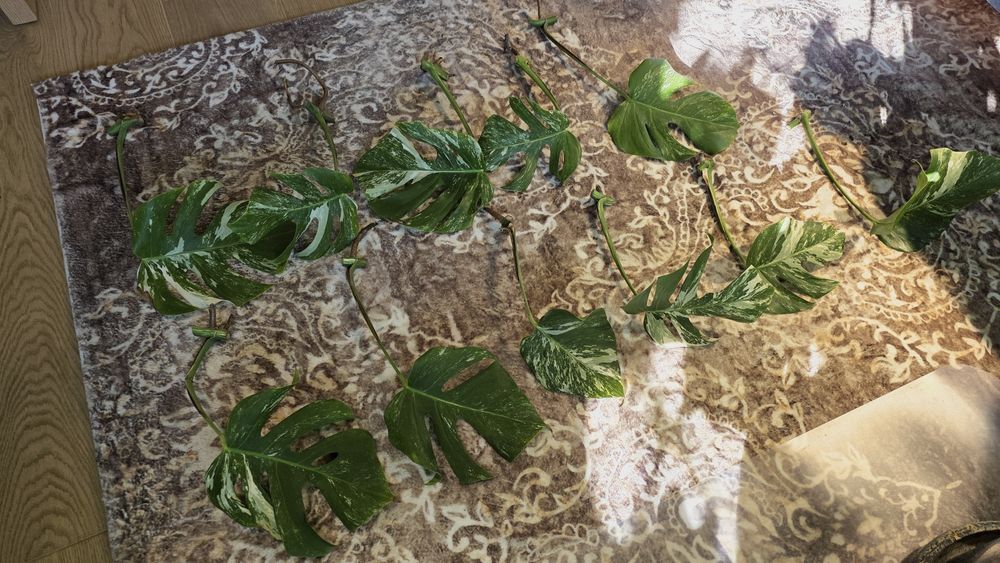 Monstera Variegata sadzonka liściowa 11 sztuk szczepka