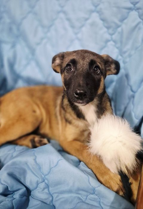 Sunia w typie Owczarka Belgijskiego Malinois