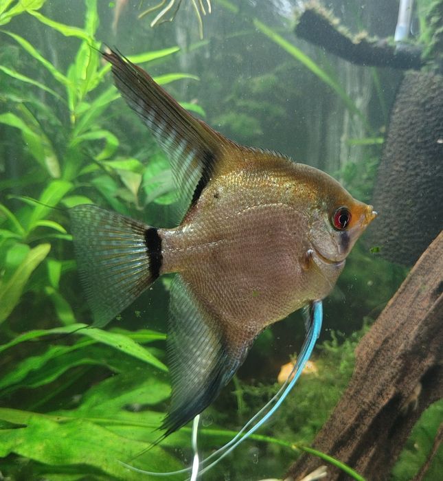 Skalar bulgarian , żaglowiec, pteropthylum scalare