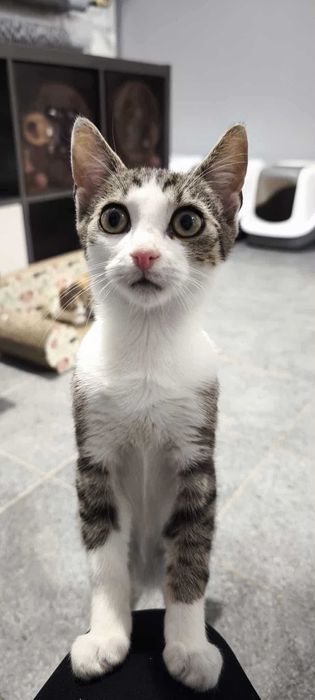 Kociak Leoś do adopcji