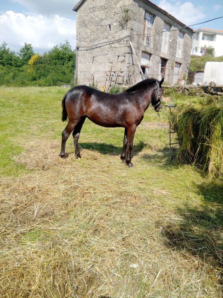 Poldra garrana com um ano e meio