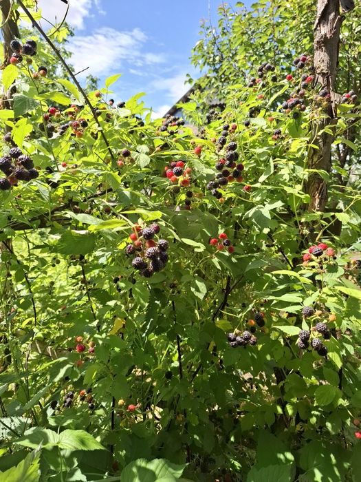 Малина чорна Кумберленд