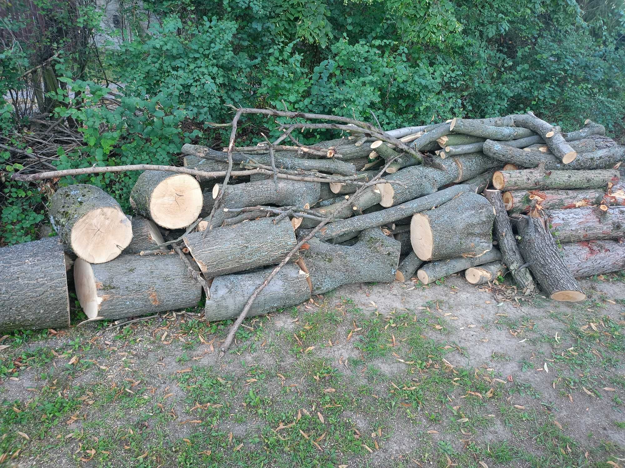 Sprzedam świeżo wycięte drzewo - jesion, modrzew, wierzba, topola