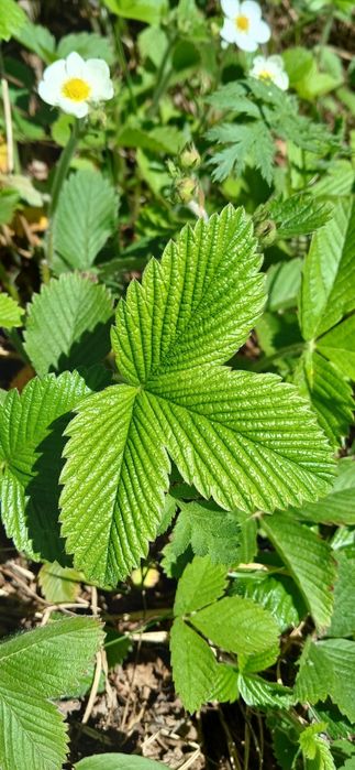 Листя лісової суниці (земляника) з Карпат