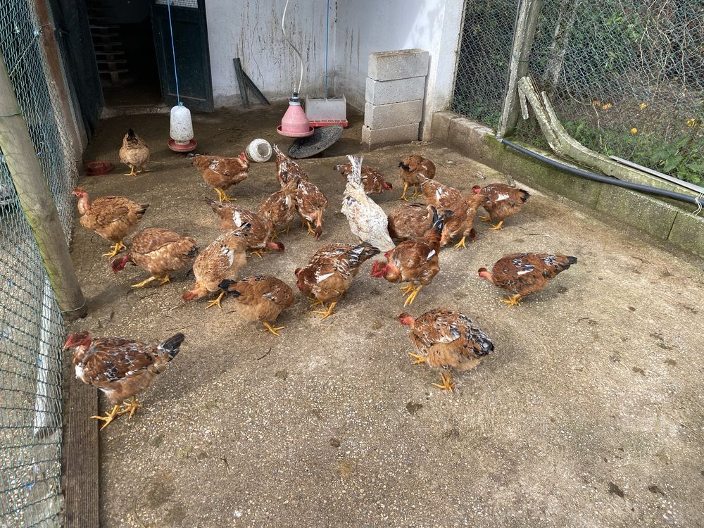 Pintos/Frangos/Galinhas