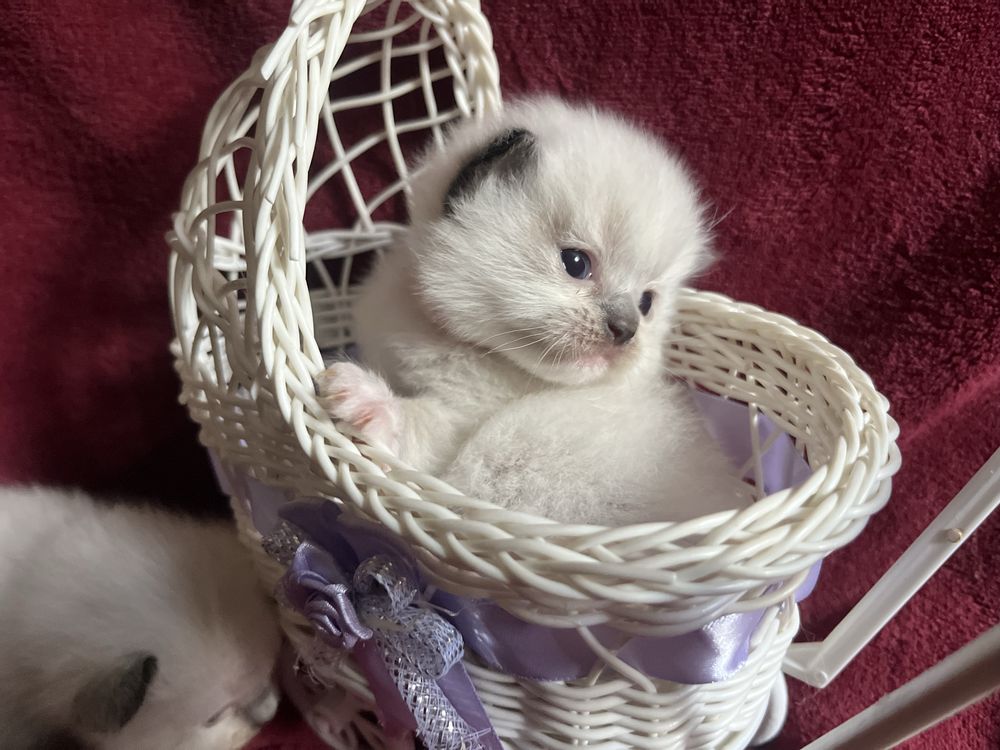 Ragdoll dziewczynka seal mitted