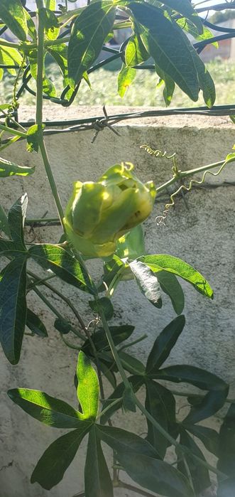Maracujas framboesa