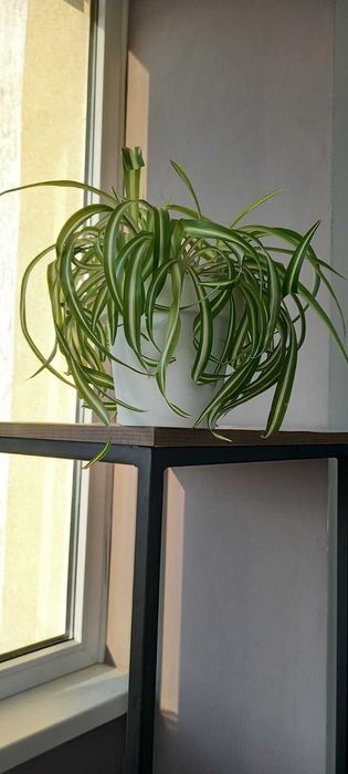 Продам хлорофитум "Бонні"