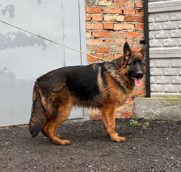 Продам щенка Немецкой Овчарки