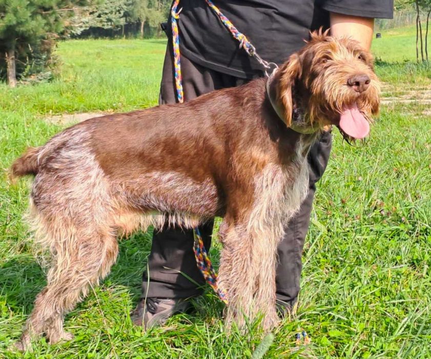 Charlie w typie wyżła szuka fajnego domu !