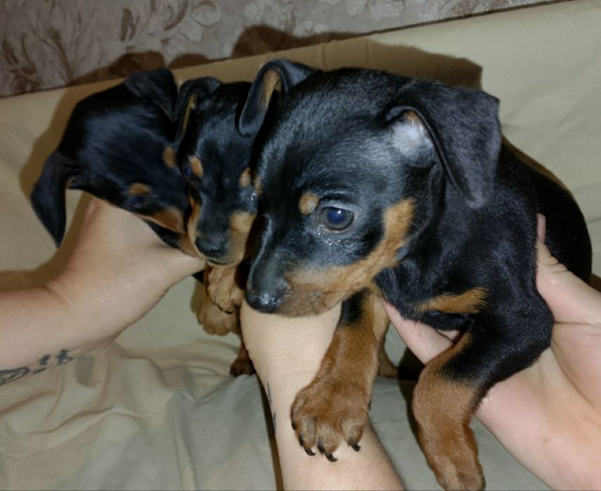 Щенки цвергпинчера