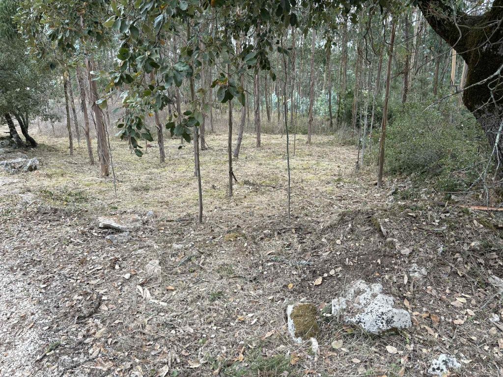 Limpeza terrenos