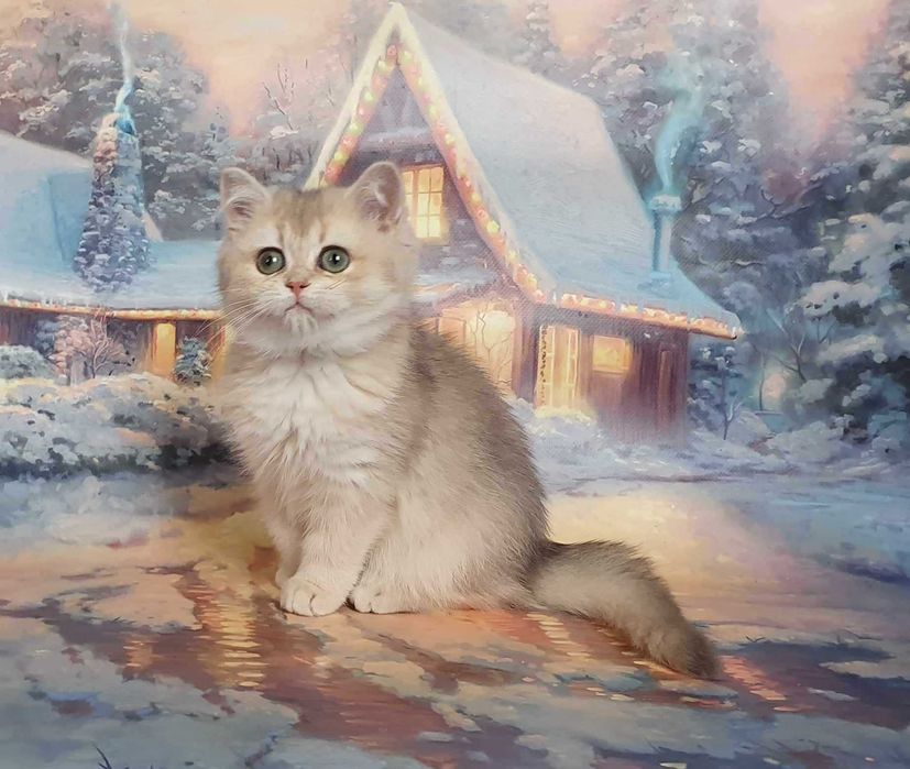 Очаровательная малышка Шанель. Шотландочка!