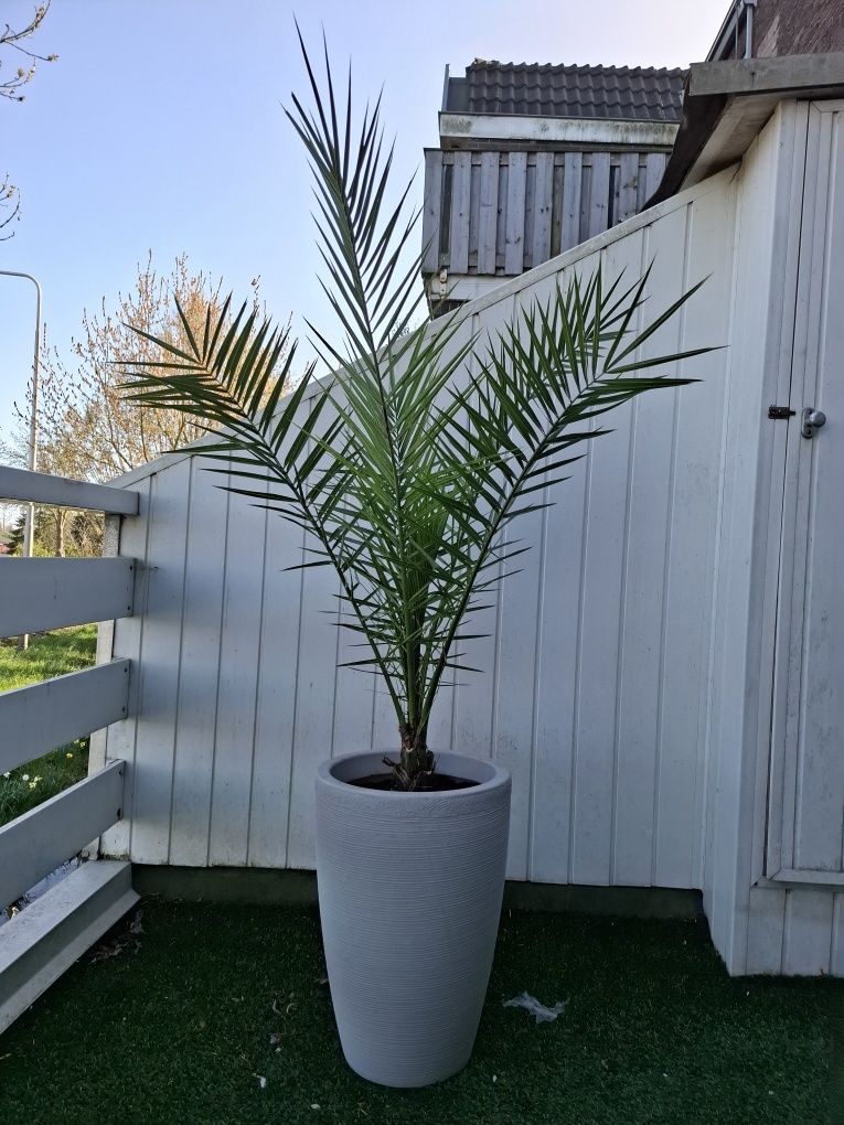 Phoenix canariensis