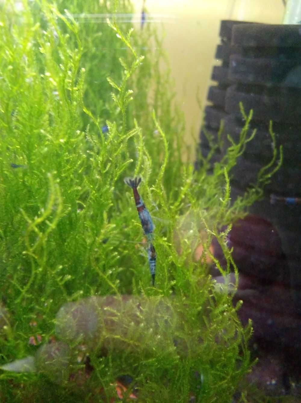 Krewetki Neocaridina Blue