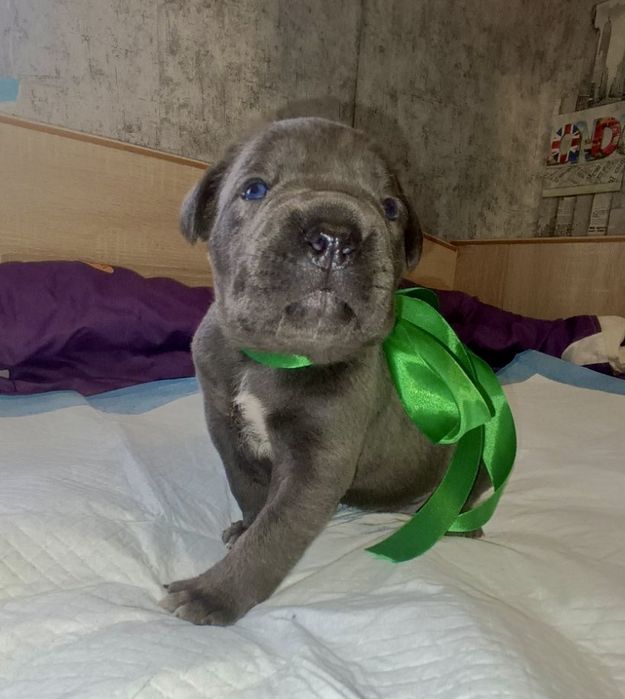 Кане Корсо бронь