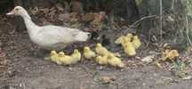 Vendo patos mudos
