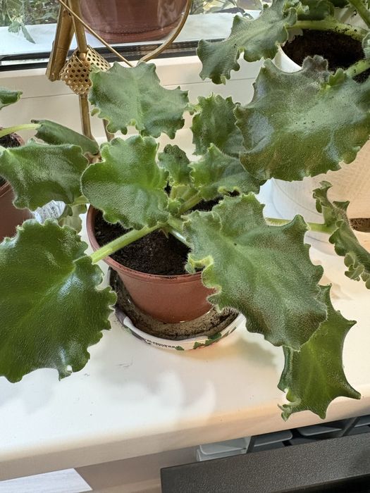 Молоді фіалки по 30 грн сенполії. Розпродаж!