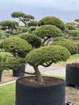 Bonsai Niwaki sosna duże drzewa formowane