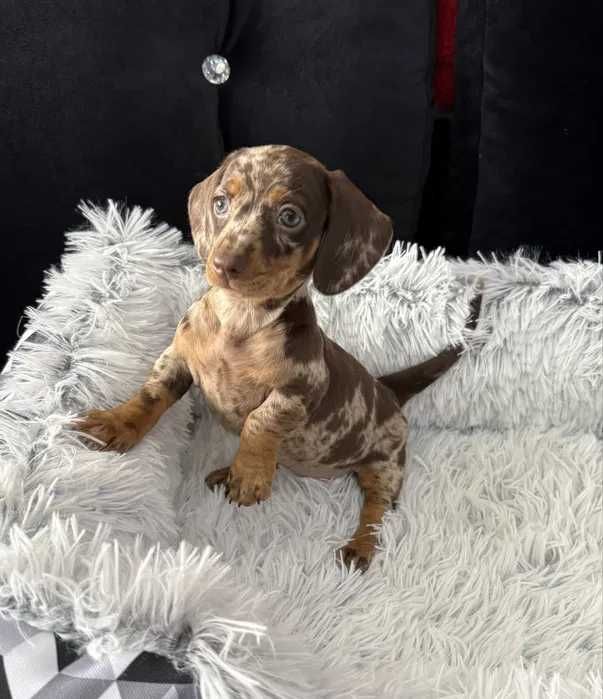 Teckel chocolate merle