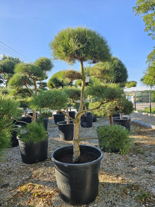 Sosna czarna Bonsai