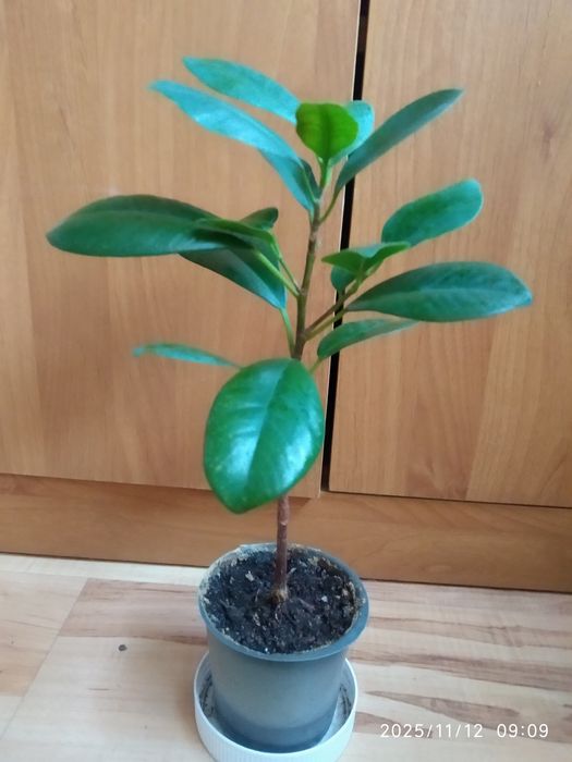 Фикус Мокламе или Микрокарпа.