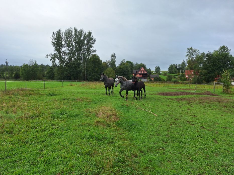 Źrebak rasy ślaskiej