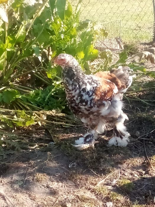 Sprzedam koguty Brahma Porcelanowa i  Isabell
