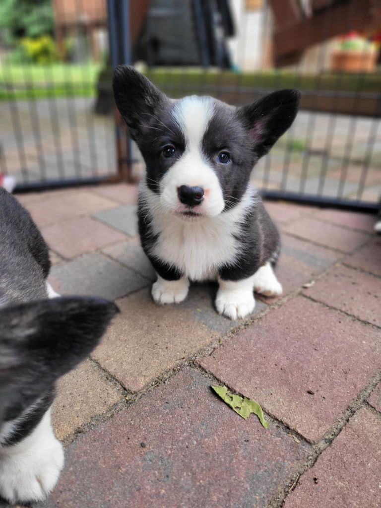 Welsh Corgi Cardigan FCI
