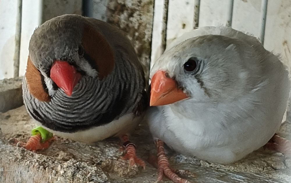 Casal de mandarins para Cedência