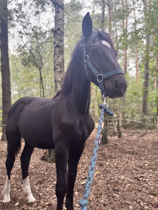 Ogierek na sprzedaż