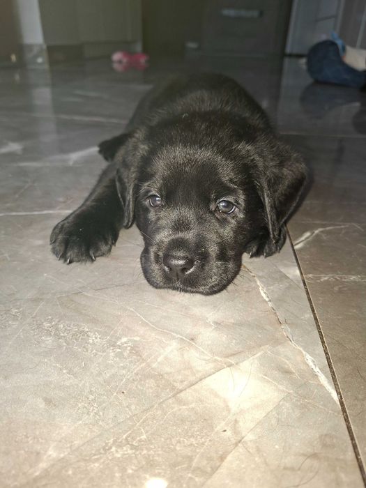 Labradory na sprzedaz