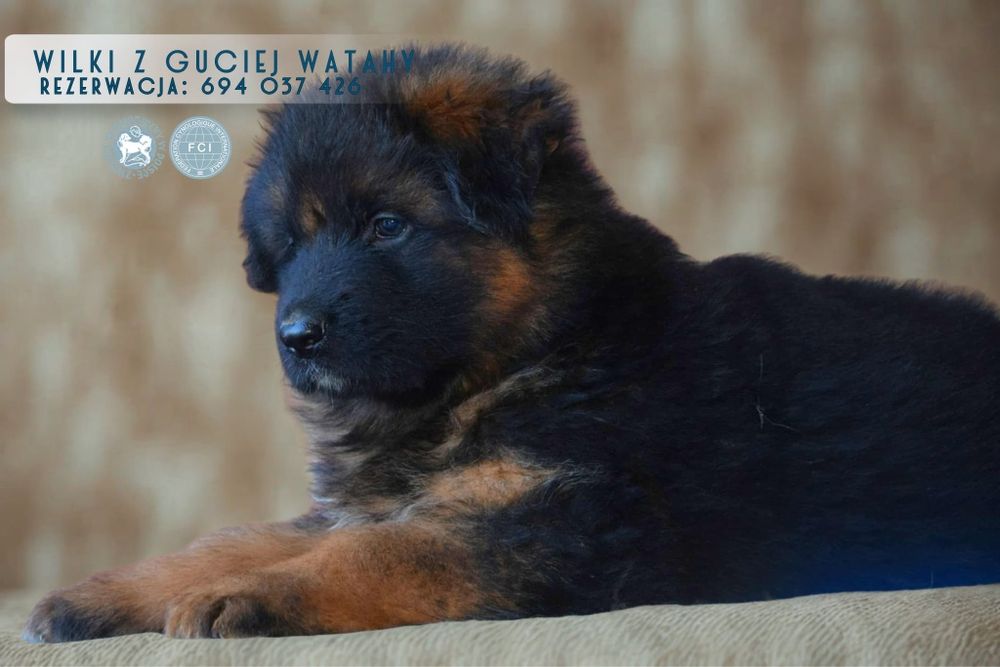 Owczarek niemiecki długowłosy suczka FCI