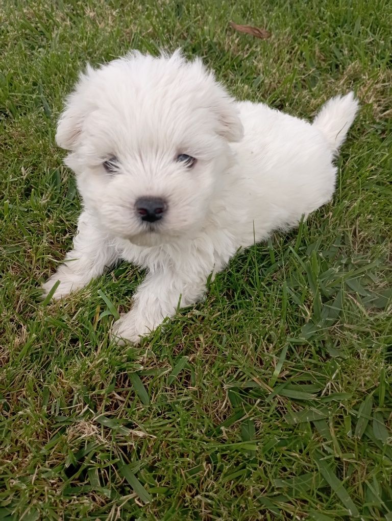 Bichon Maltês macho