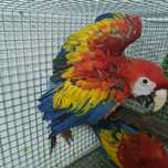 Papagaios Araras Catatuas turacos