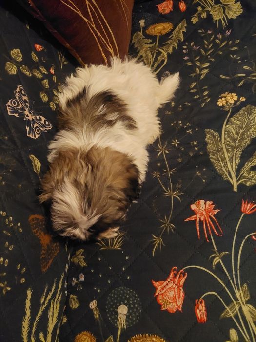 Śliczny szczeniak chlopiec