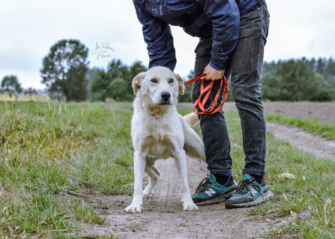 Cudowny psiak w typie labradora szuka domu! Adoptuj Serka!