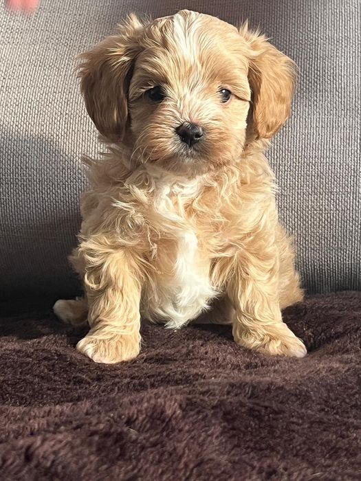 Maltipoo, Pudel toy plus Maltańczyk, szczeniak,prześliczny chłopiec