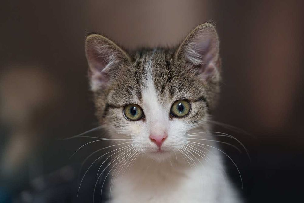 kociak chłopiec szuka domu -schronisko Zgierz -aktualne