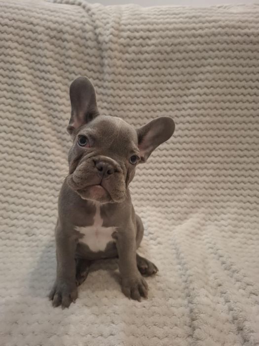 Suczka buldog francuski lilac blue, niebieska