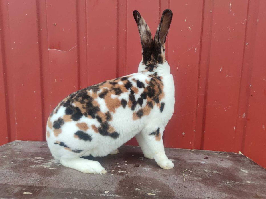 Rex trójbarwny samiec