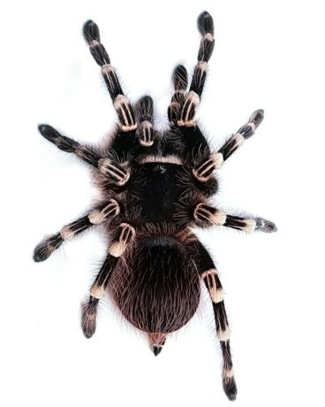 Тарантул самец паука птицееда для новичков Acanthoscurria geniculata