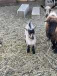 Vendo Cabrito anao