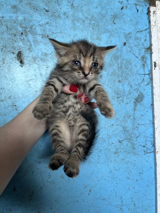 Котенята в хороші руки ! Риженьке , сірі , чорні  , біле ,