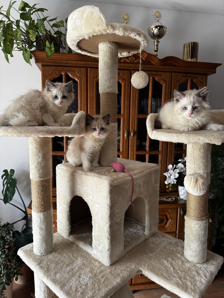Kotka Ragdoll bicolor