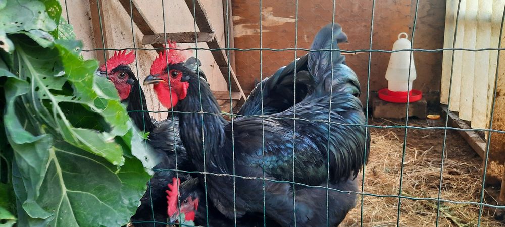 Galo Jersey Gigante  Negro