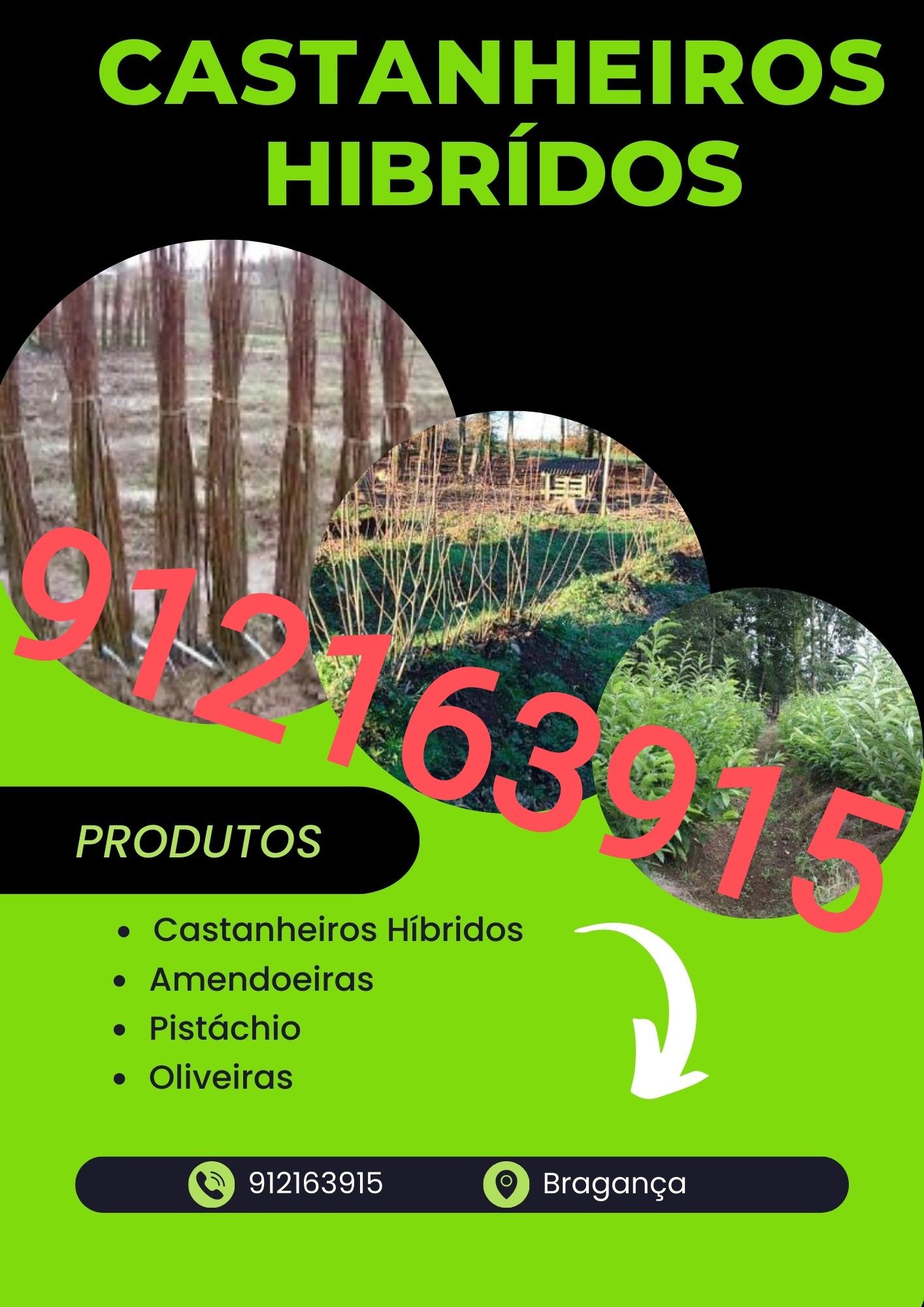 Castanheiros Híbridos